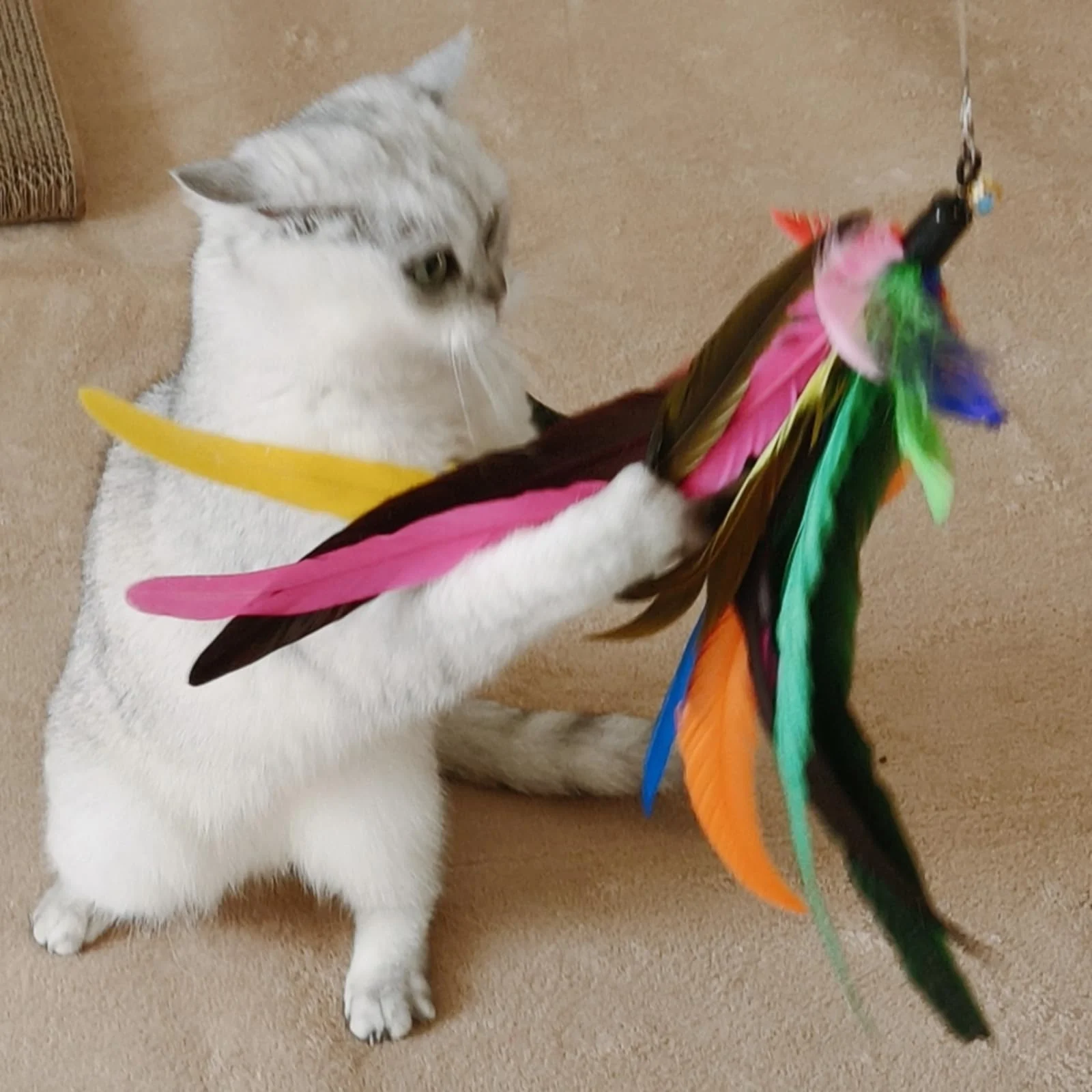 2PCS Retractable Cat Teaser Wands & 9PCS Feather Refills Toy Set Dual-size Telescopic… — image 3