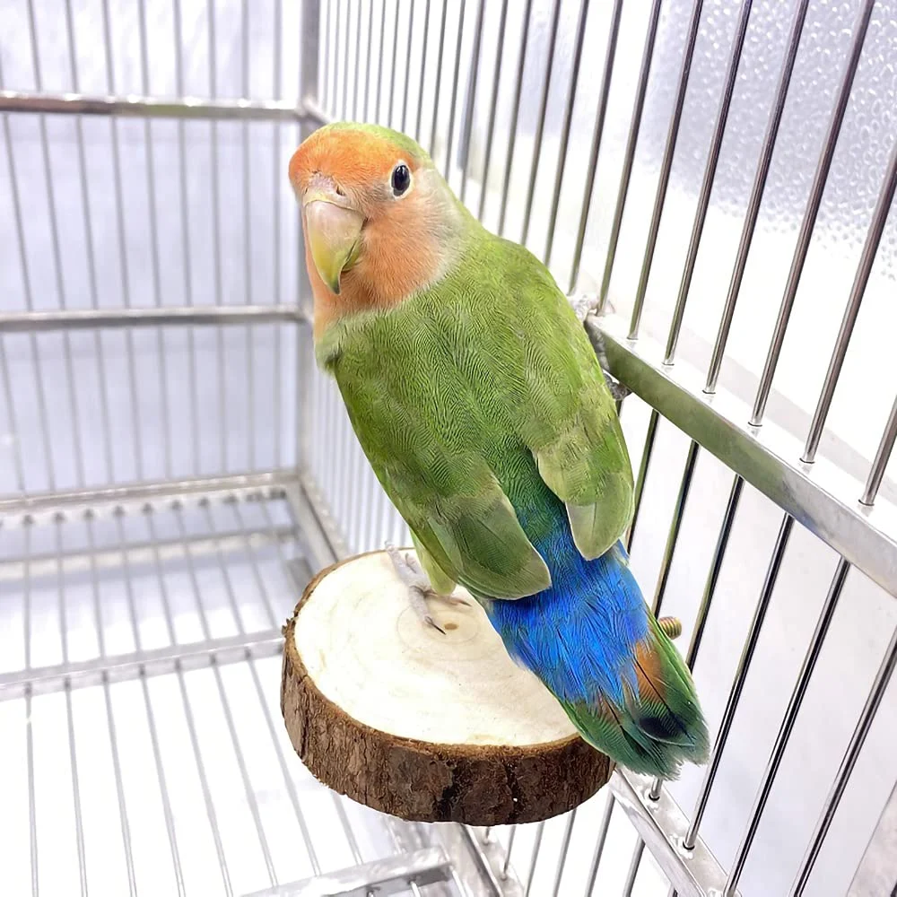 9-piece Parakeet Toys & Budgie Toys, Bird Cage Accessories Set Natural Wood Include… — image 5