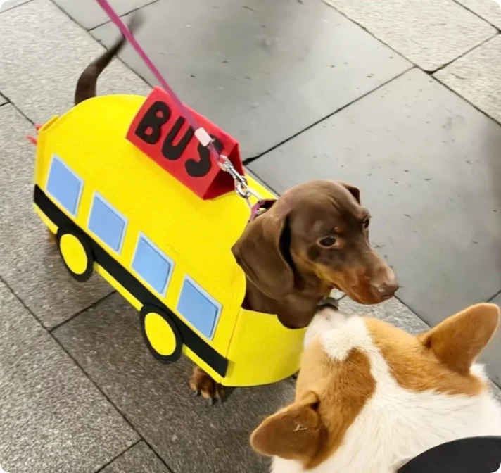 Baby Bus Pet Clothes — image 4
