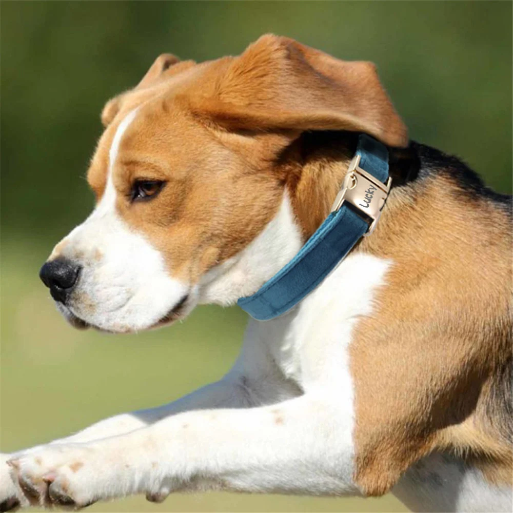 Dog Collar With Engraved Lettering, Anti Loss Collar, Large Leash — image 6