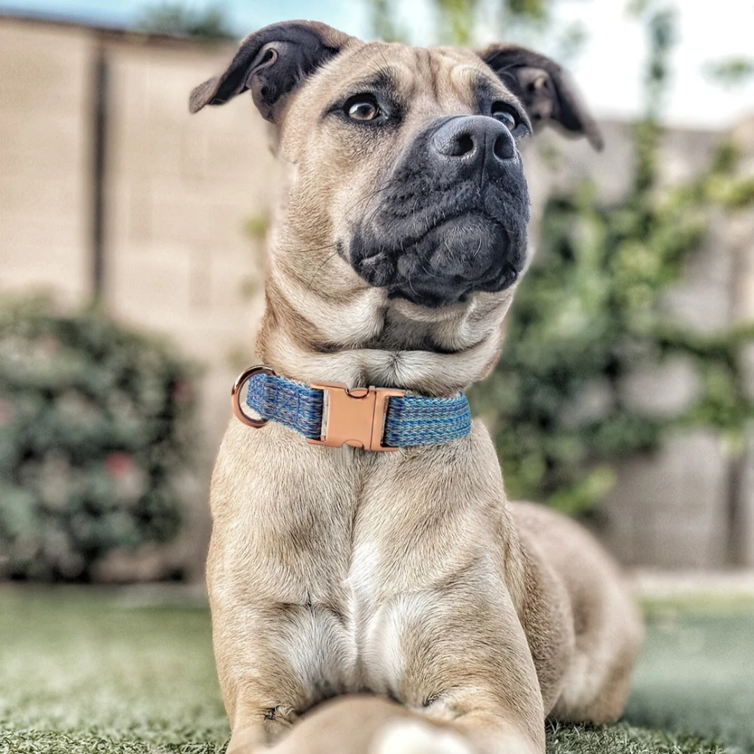 Dog Leash With Engraved Lettering And Anti Lost Collar — image 10