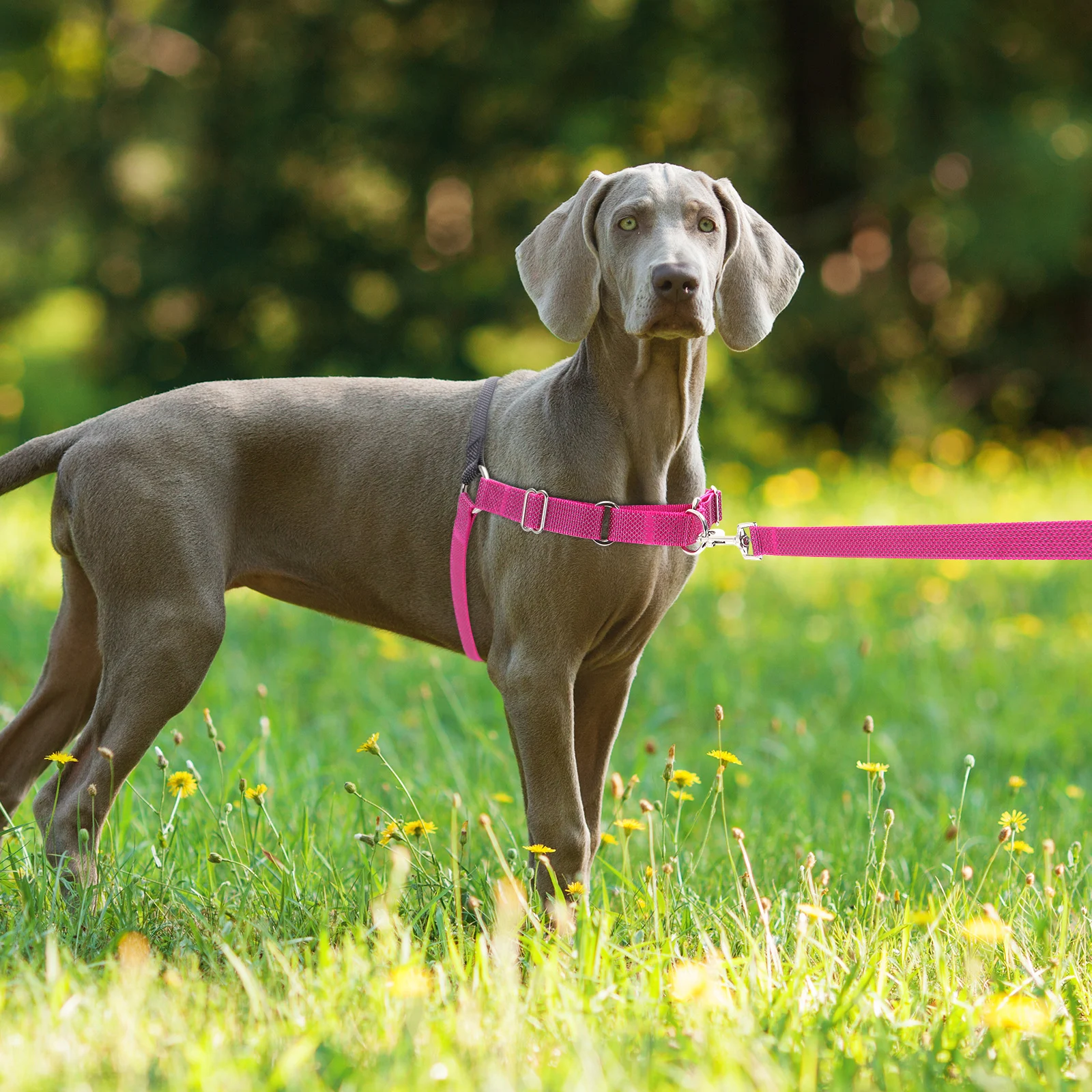 Dog Reflective Training Pet Harness — image 5