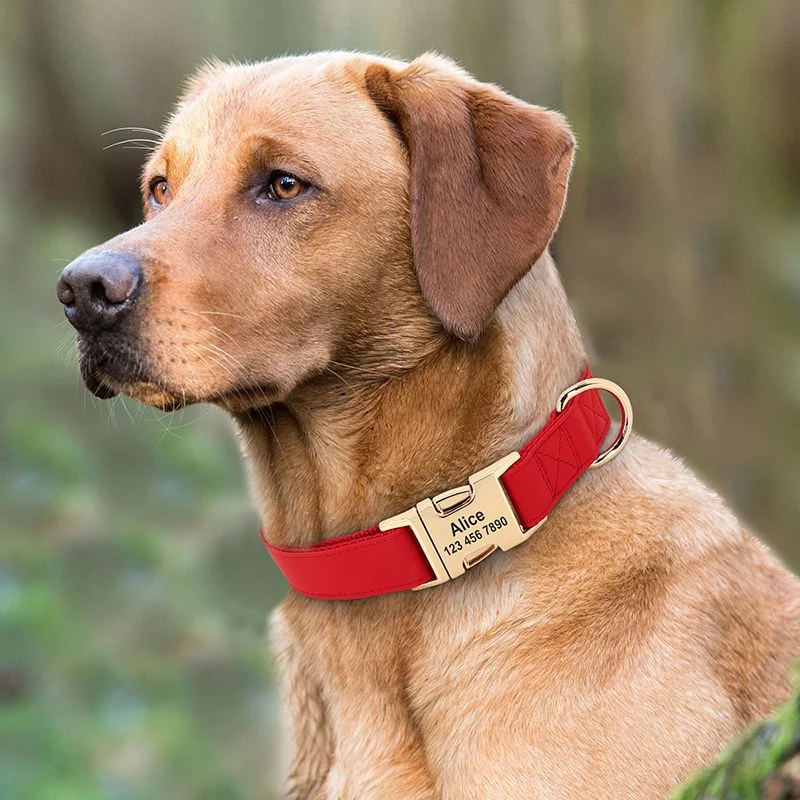Dog Small Corgi Method Fighting Collar — image 3