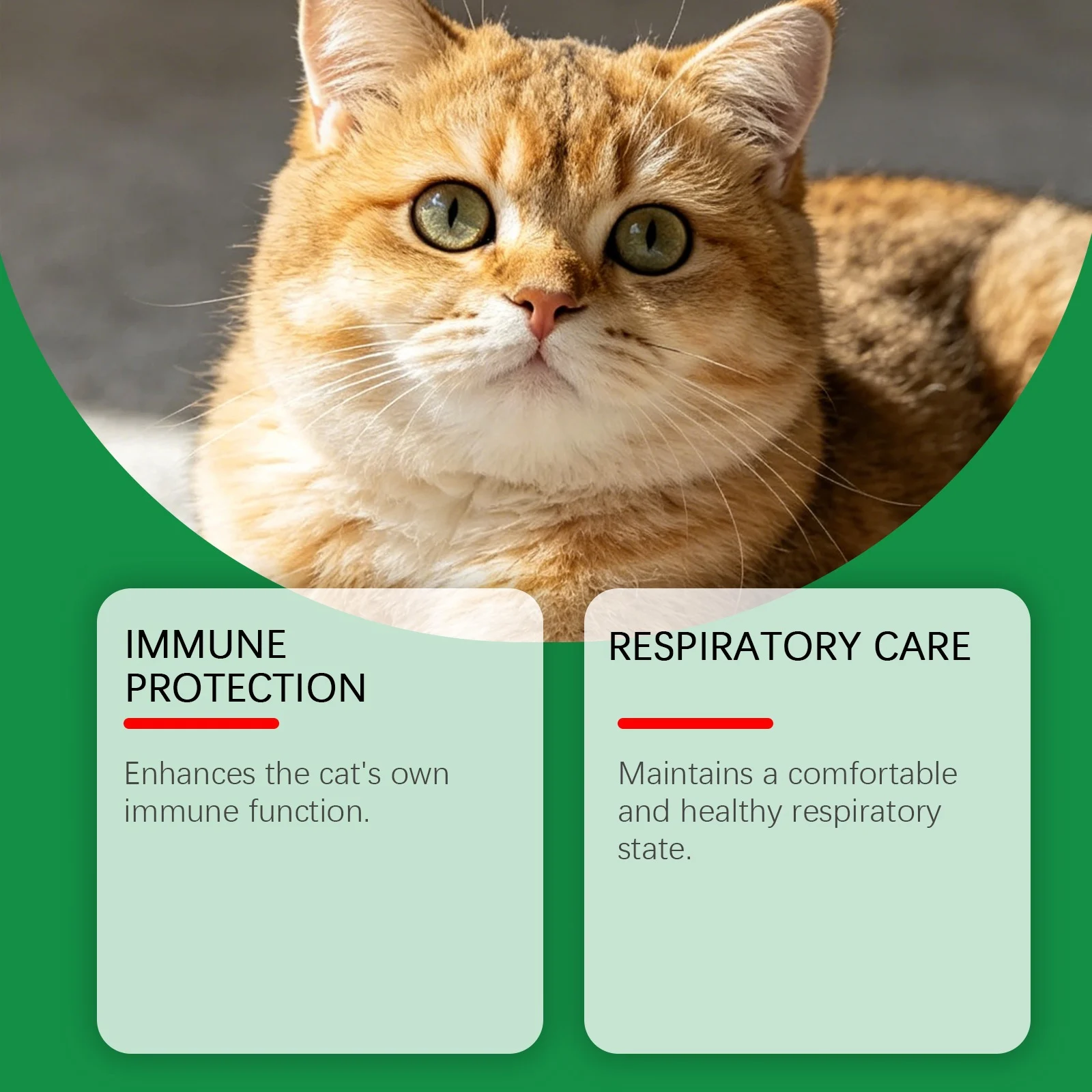 Kriath Capsules For Cats, Gentle Formula, Easy To Feed, Care The Intestines, Comfort… — image 6