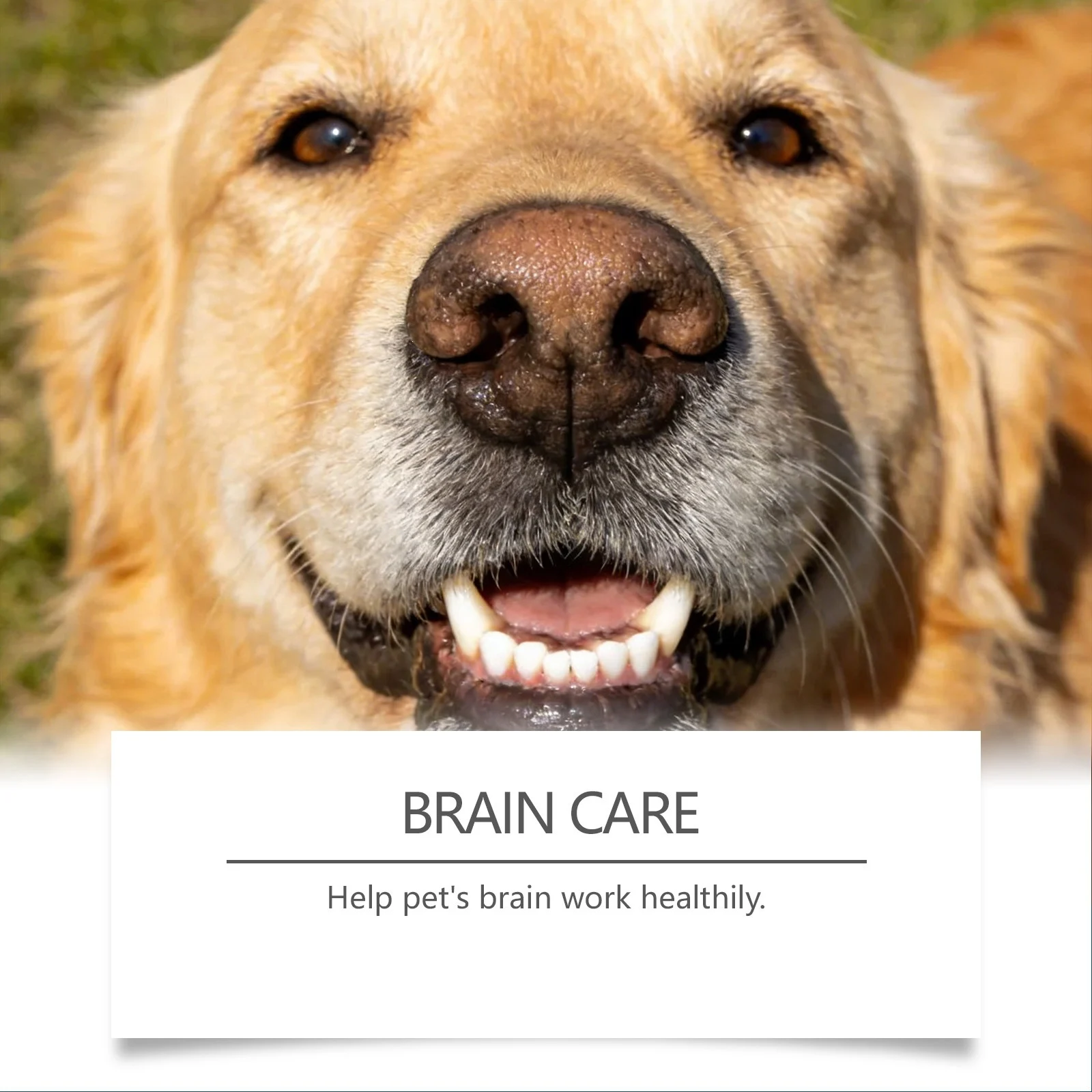 Kriath Pet Care Supplement Capsules With Mild Ingredients Suitable For Cats And Dogs… — image 4