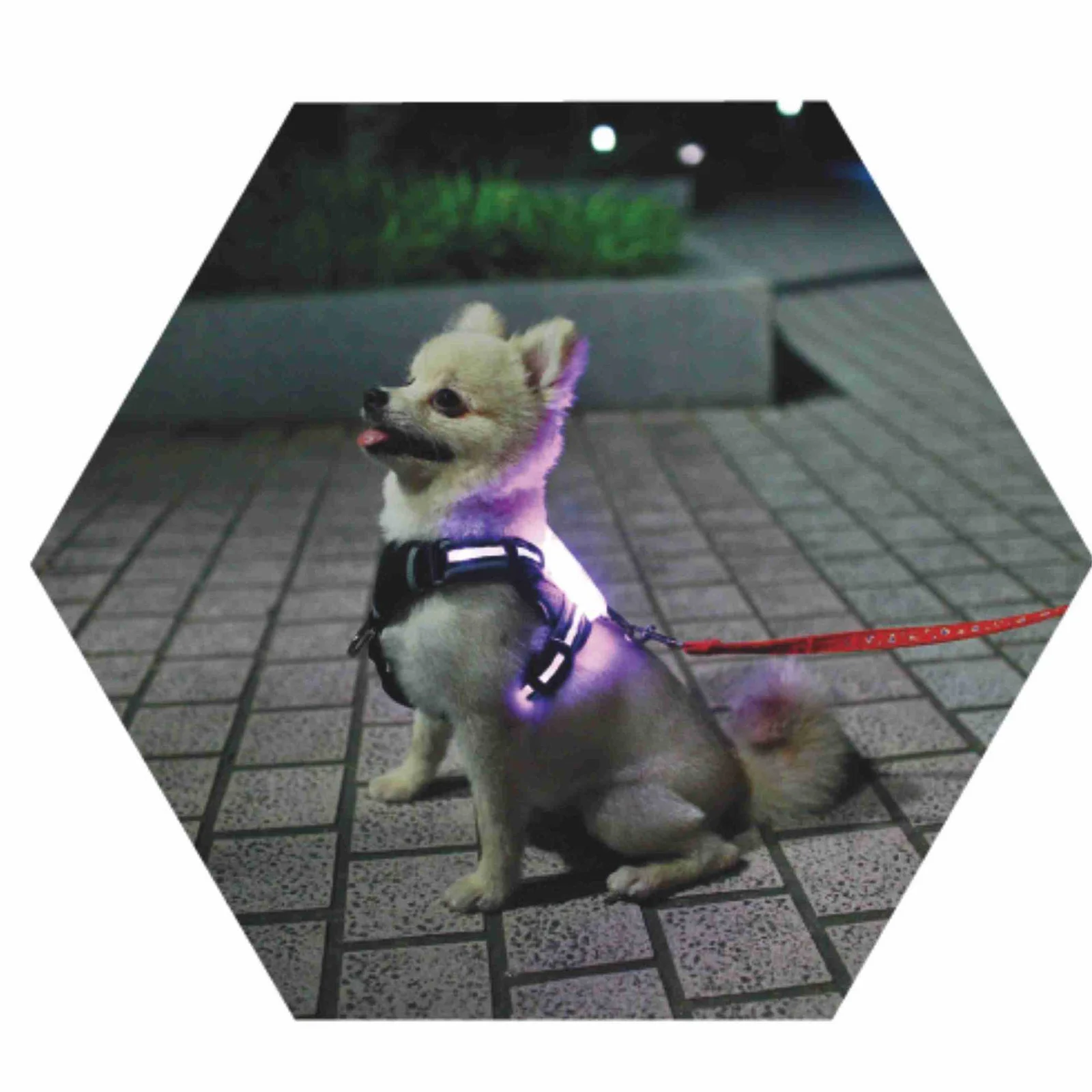 LED Luminous Anti-lost Anti-car Accident Warning Flashing Dog Harness — image 6