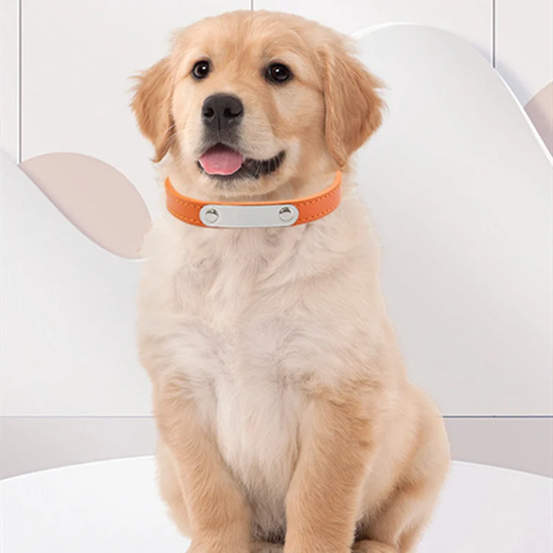 Simple Dog Collar Lettering To Prevent Loss — image 16