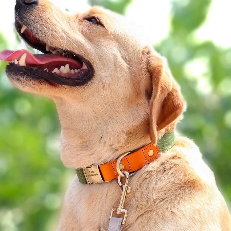 Small Dog Neck Collar Traction Rope — image 4
