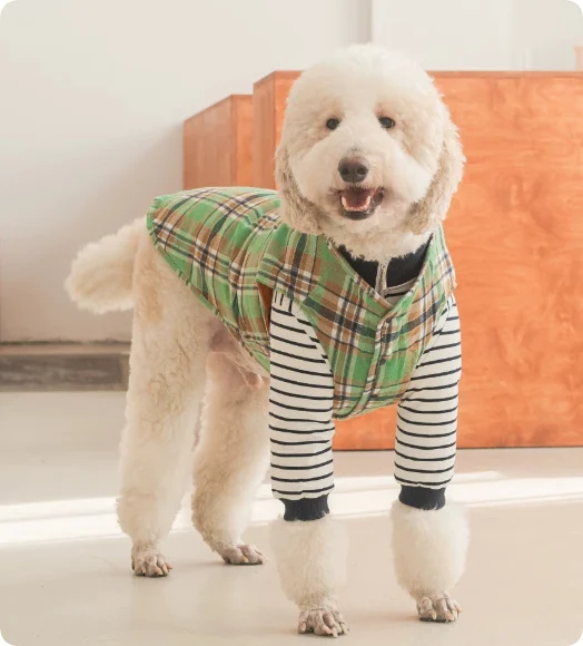 Thermal Protection Labrador Golden Retriever Samoyed Premium Pet Clothing — image 4
