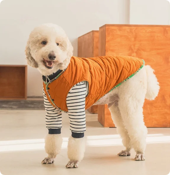 Thermal Protection Labrador Golden Retriever Samoyed Premium Pet Clothing — image 5
