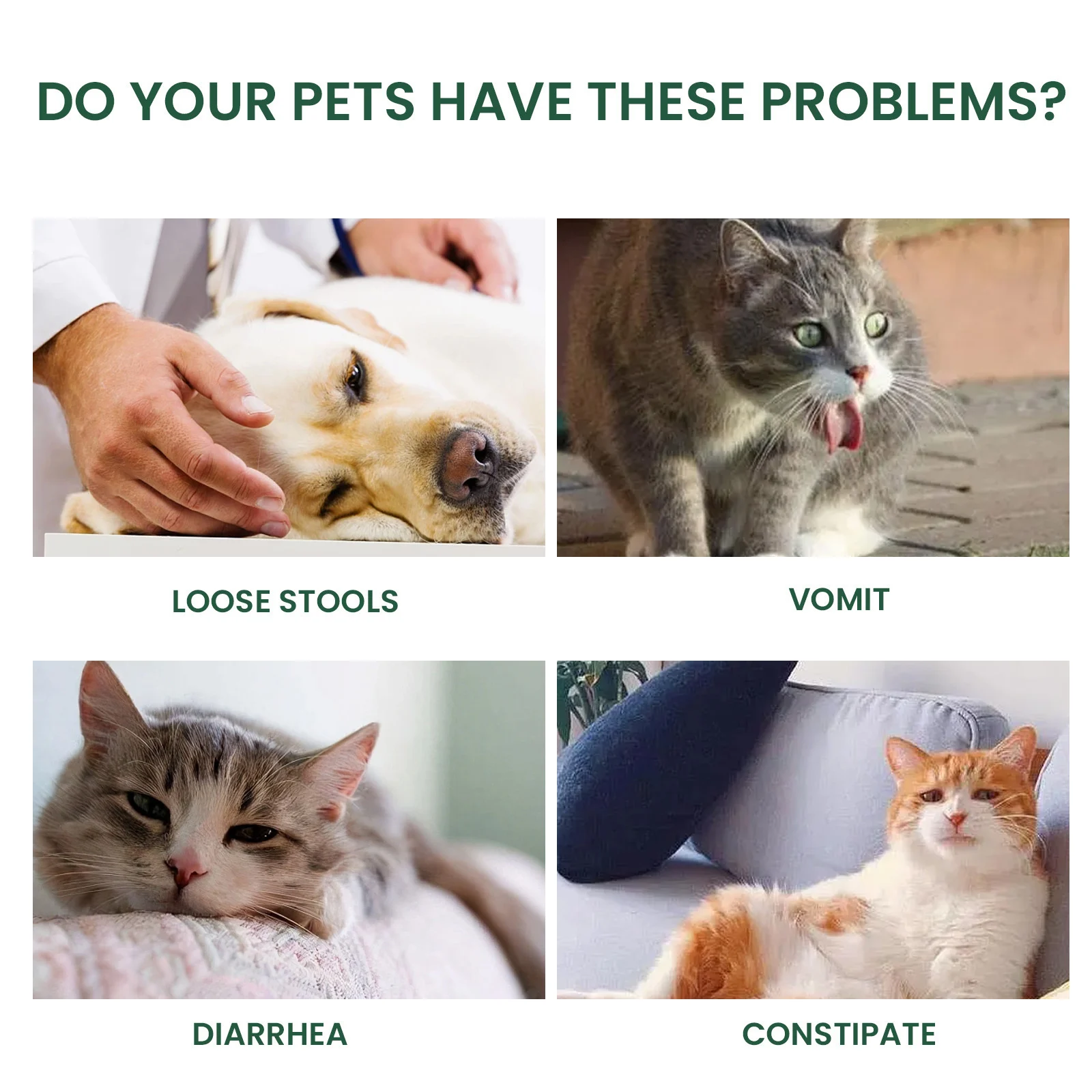 Yegbong Pet Probiotic Drops For Cats And Dogs, Oral Care Solution Body Discomfort Bad… — image 4