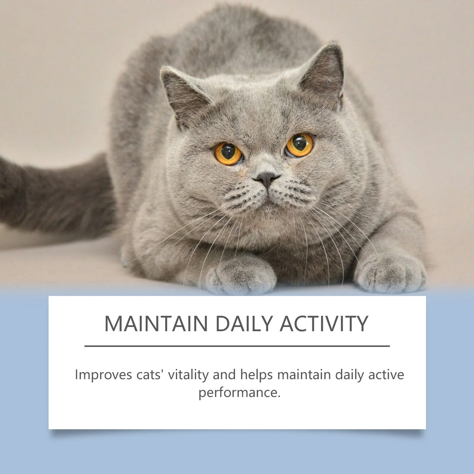 Yegbong Vitamin Supplements For Cats, Mild Formula Daily Care Pet Drops — image 5